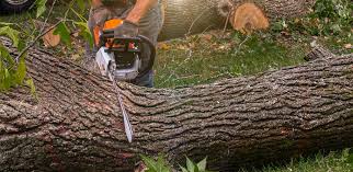 How Our Tree Care Process Works  in Star Valley Ranch, WY